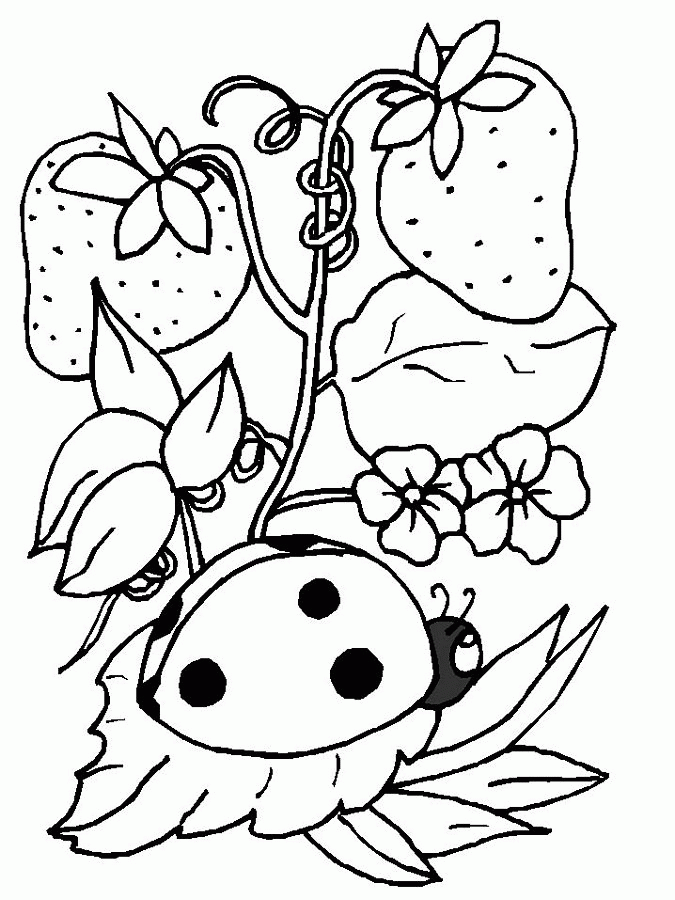 bug-coloring-page-0007-q1