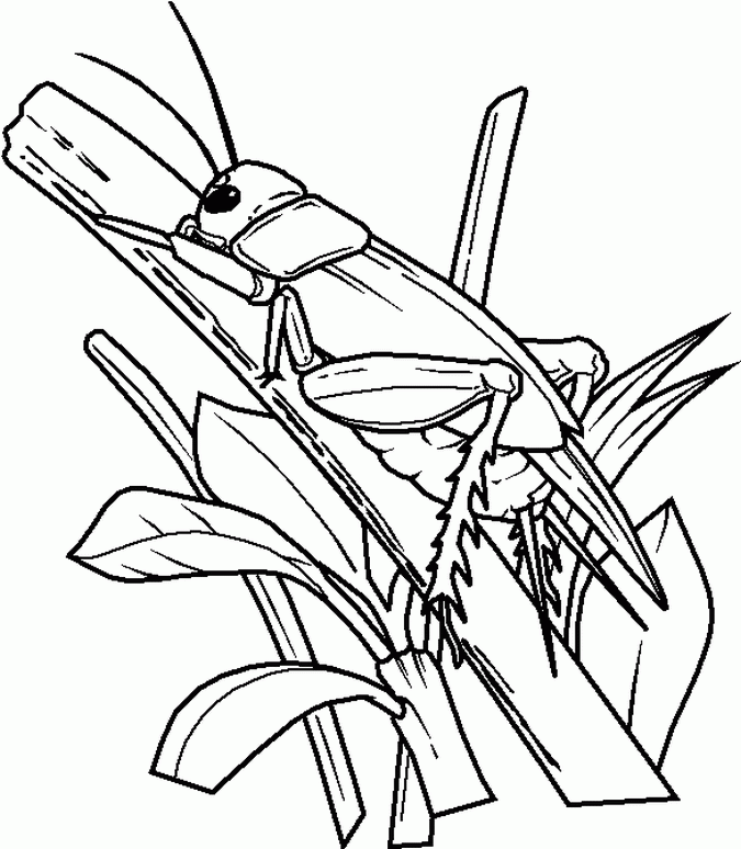 bug-coloring-page-0024-q1