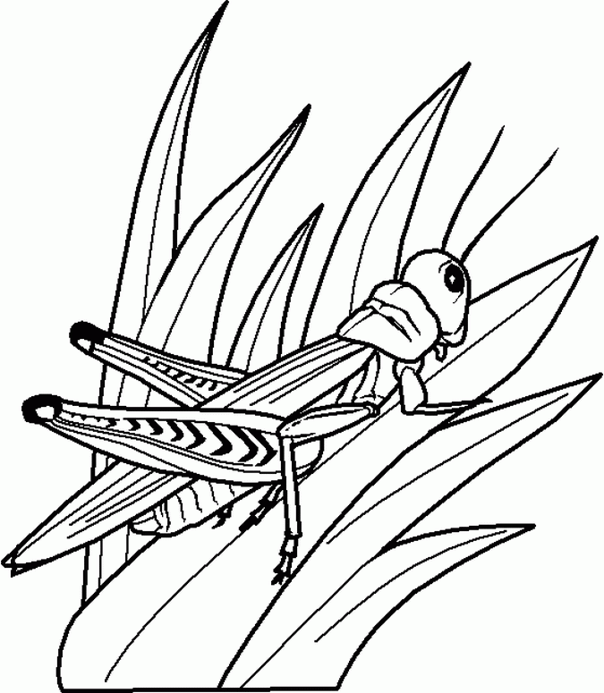 bug-coloring-page-0026-q1