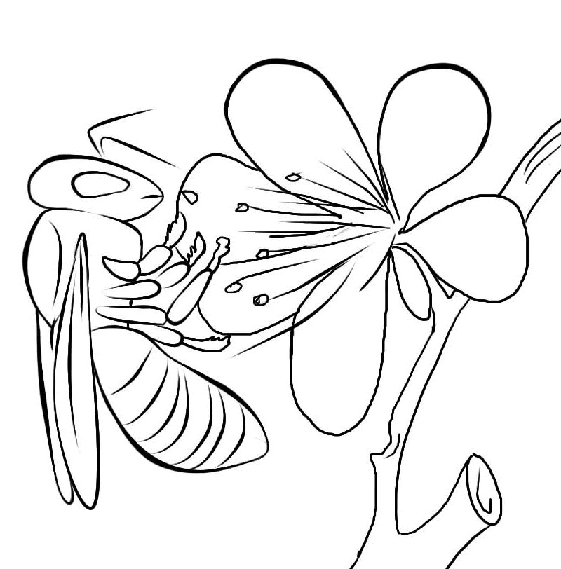 bug-coloring-page-0033-q1