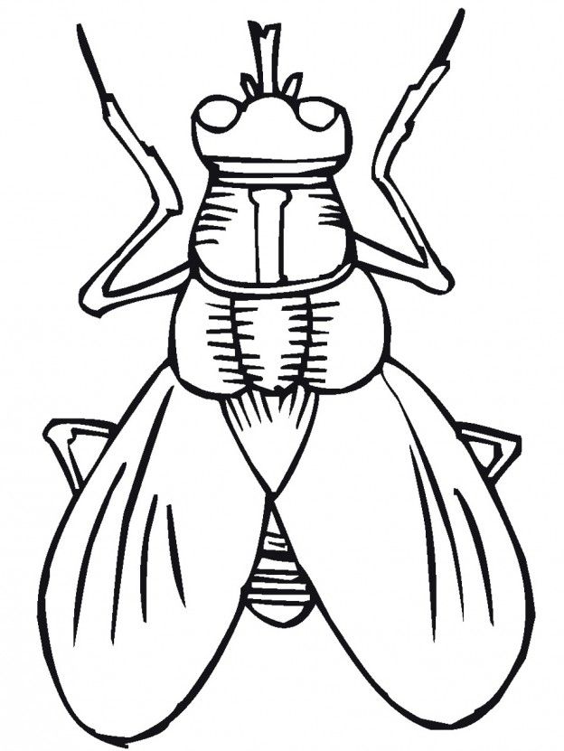 bug-coloring-page-0034-q1
