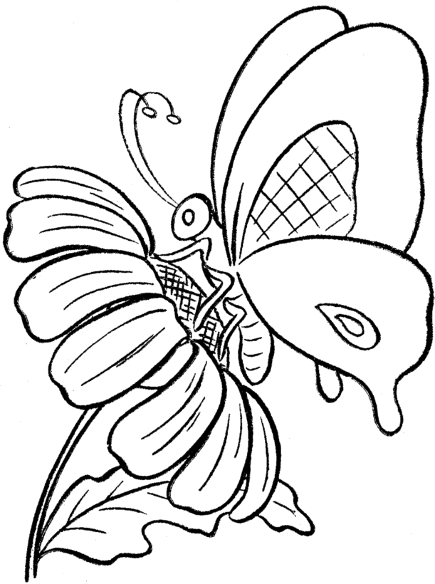 butterfly-coloring-page-0069-q1