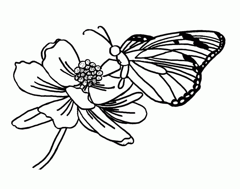 butterfly-coloring-page-0078-q1