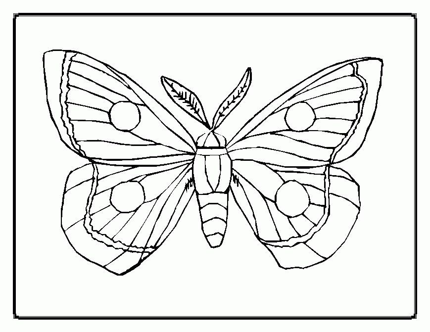 butterfly-coloring-page-0086-q1