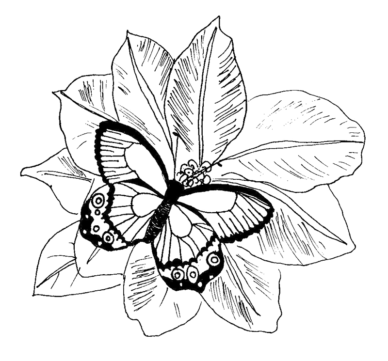 butterfly-coloring-page-0107-q1