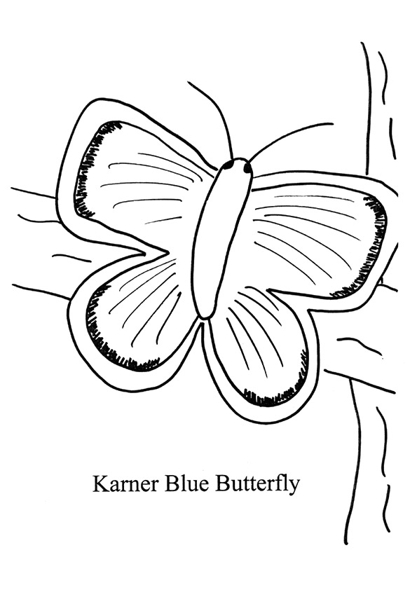 butterfly-coloring-page-0109-q2