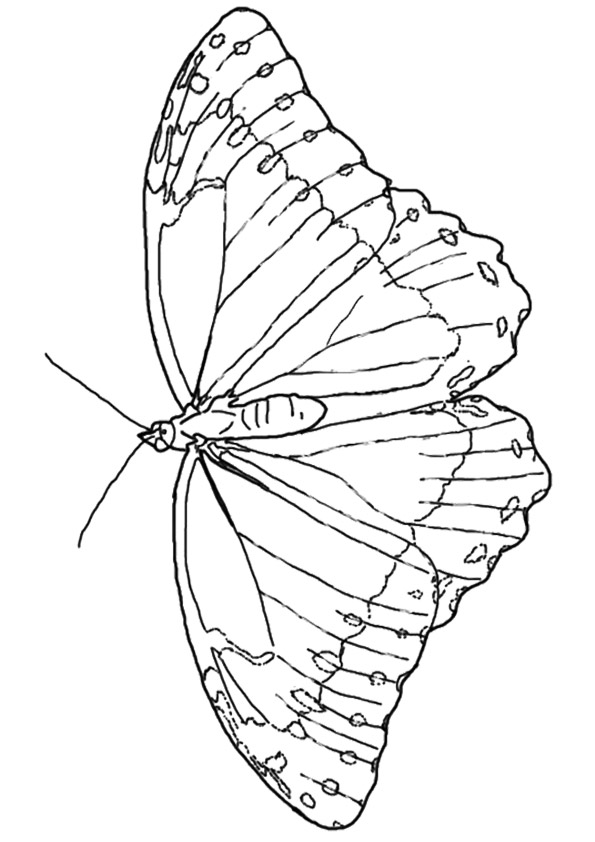 butterfly-coloring-page-0112-q2