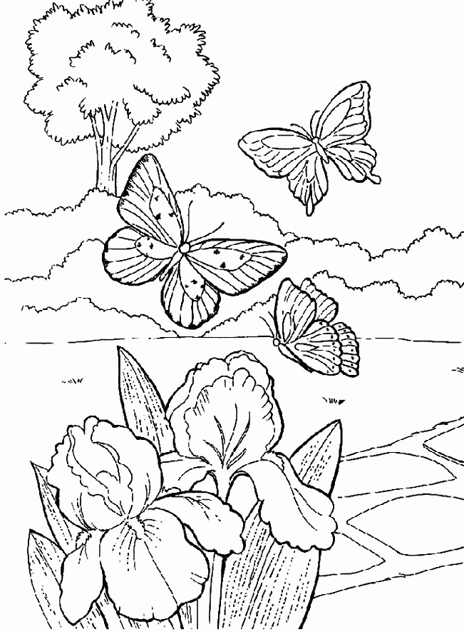 butterfly-coloring-page-0135-q1