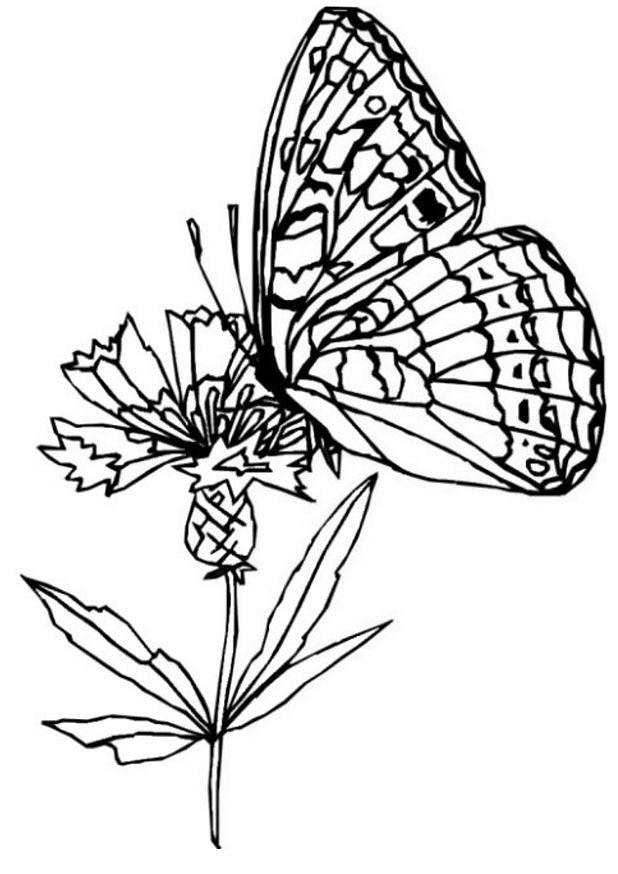 butterfly-coloring-page-0139-q1