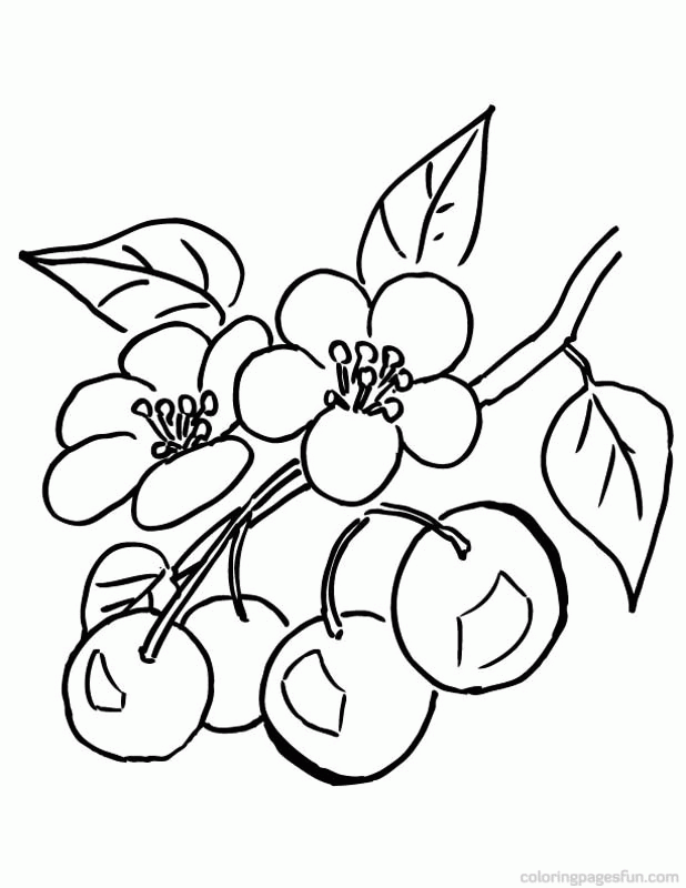 cherry-coloring-page-0019-q1