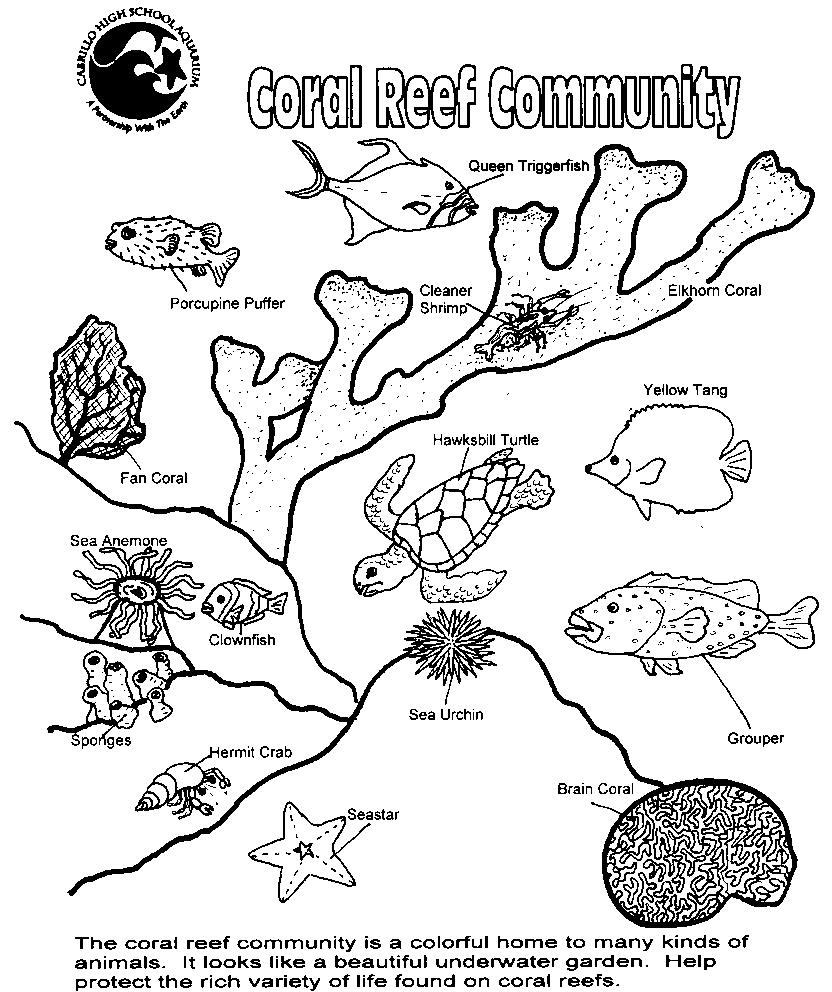 coral-coloring-page-0003-q1