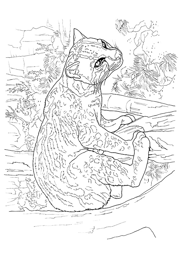 cougar-coloring-page-0002-q2