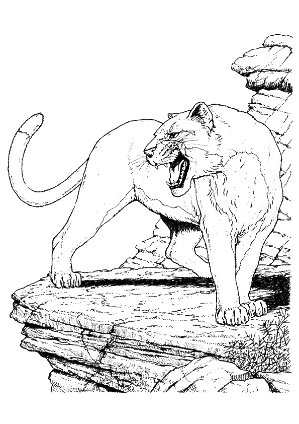 cougar-coloring-pages-books-100-free-and-printable