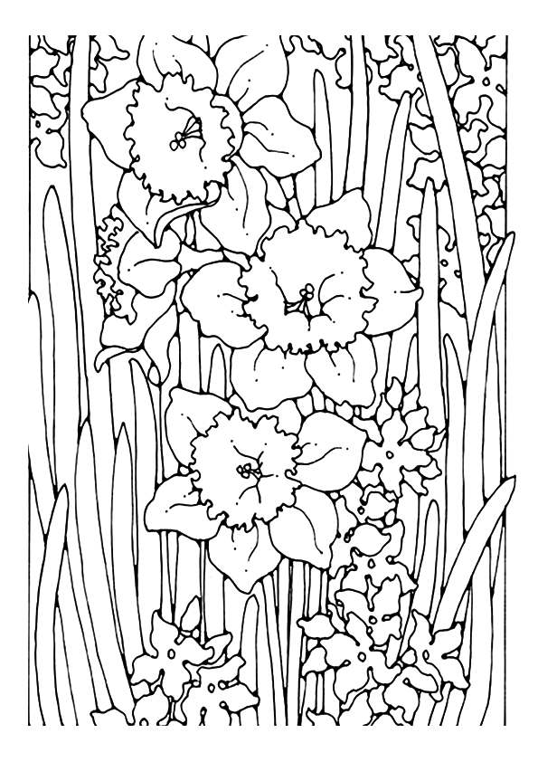 daffodil-coloring-page-0005-q2