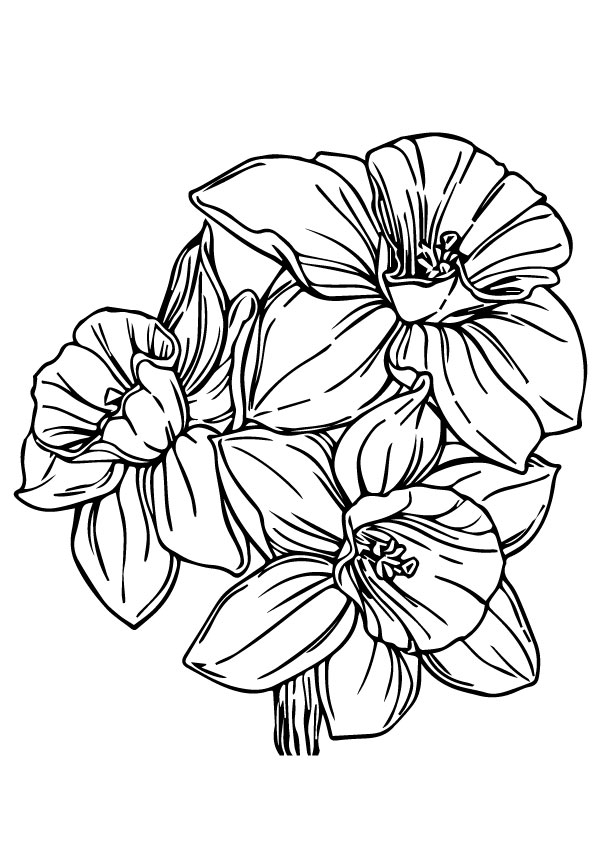 daffodil-coloring-page-0006-q2