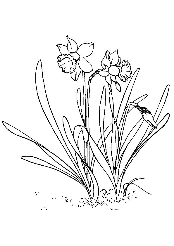 daffodil-coloring-page-0011-q2