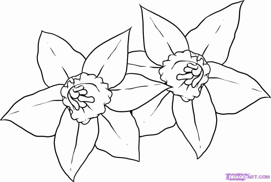 daffodil-coloring-page-0017-q1