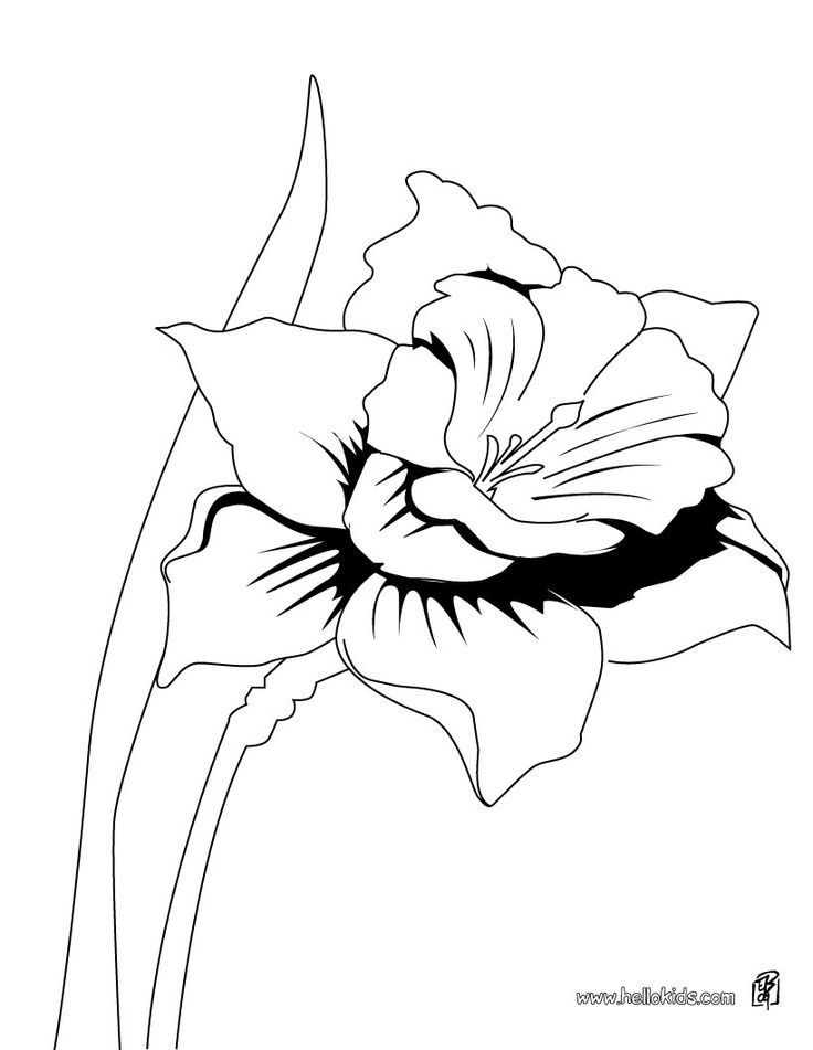 daffodil-coloring-page-0024-q1