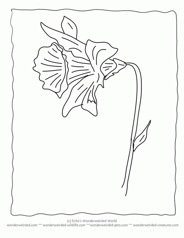 daffodil-coloring-page-0027-q1