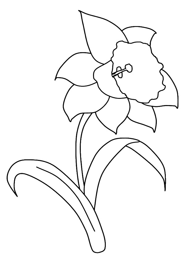 daffodil-coloring-page-0028-q2