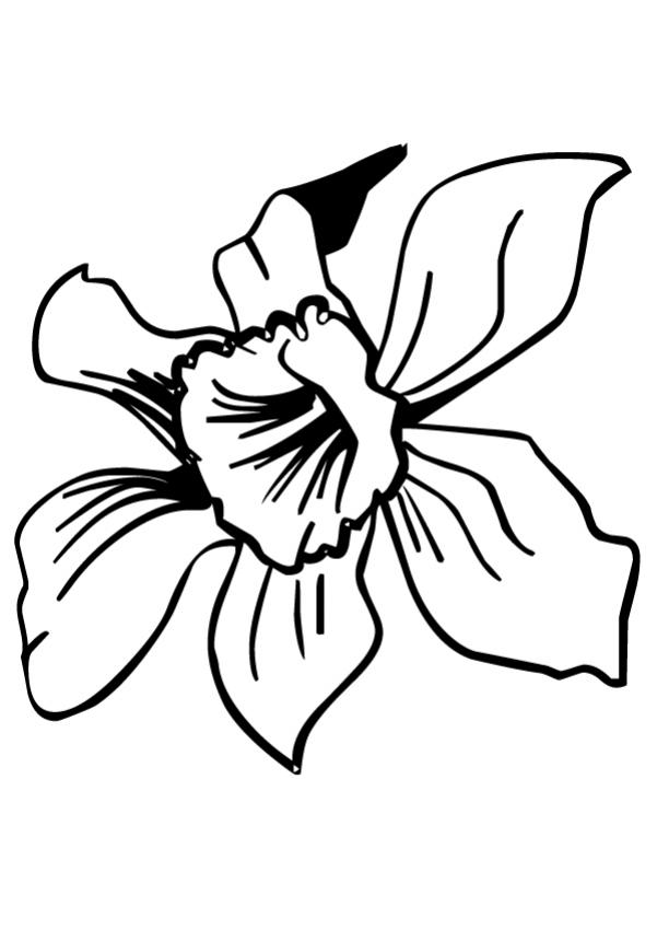 daffodil-coloring-page-0032-q1