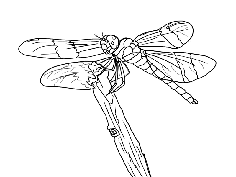 dragonfly-coloring-page-0024-q1