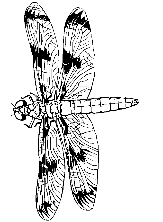 dragonfly-coloring-page-0035-q1