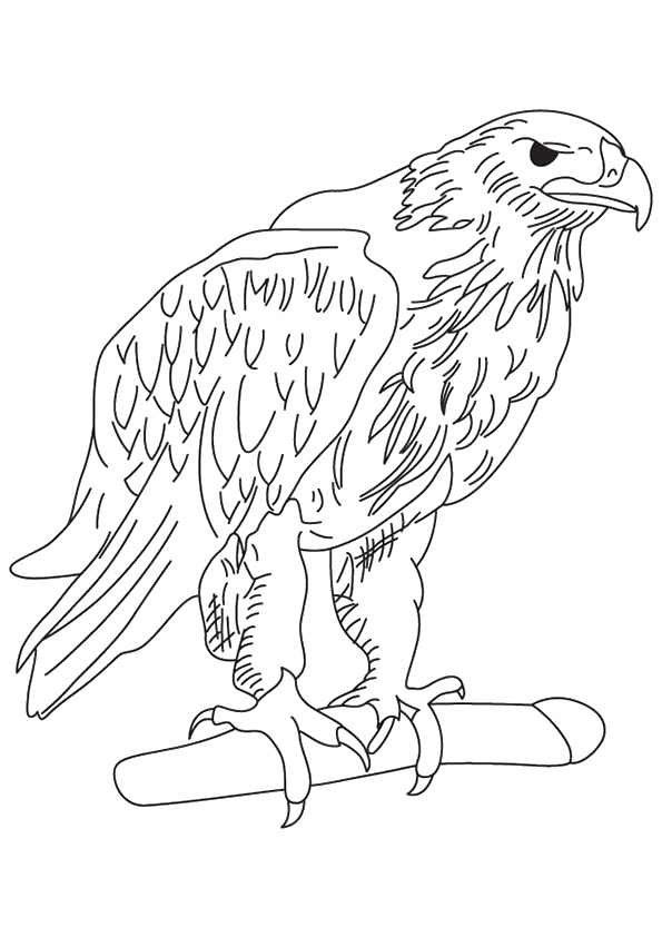 eagle-coloring-page-0003-q2