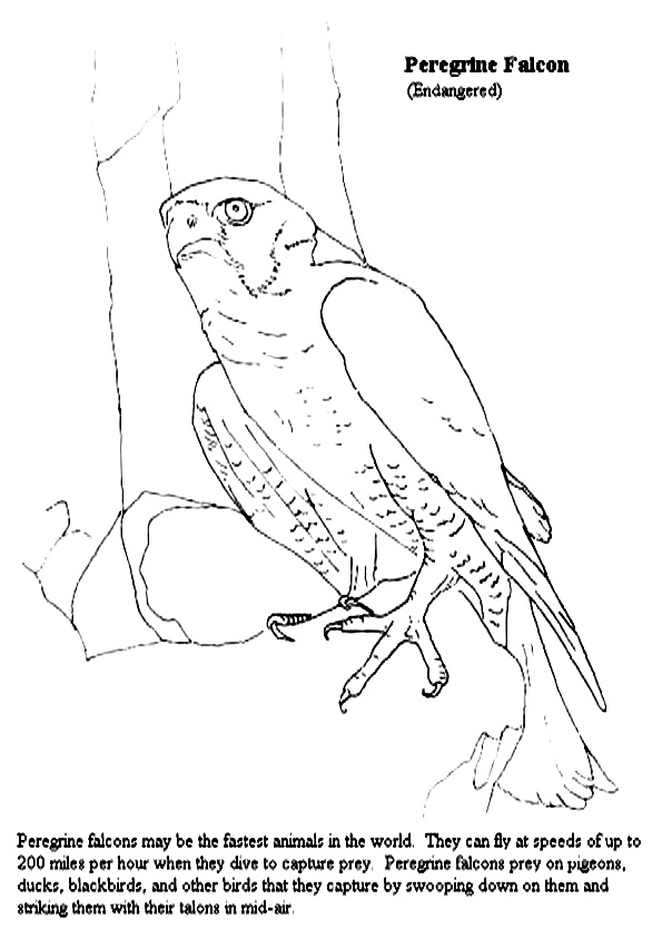 Falcon Coloring Pages Books 100 Free And Printable