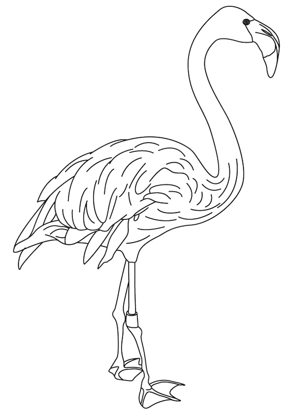 flamingo-coloring-page-0033-q2