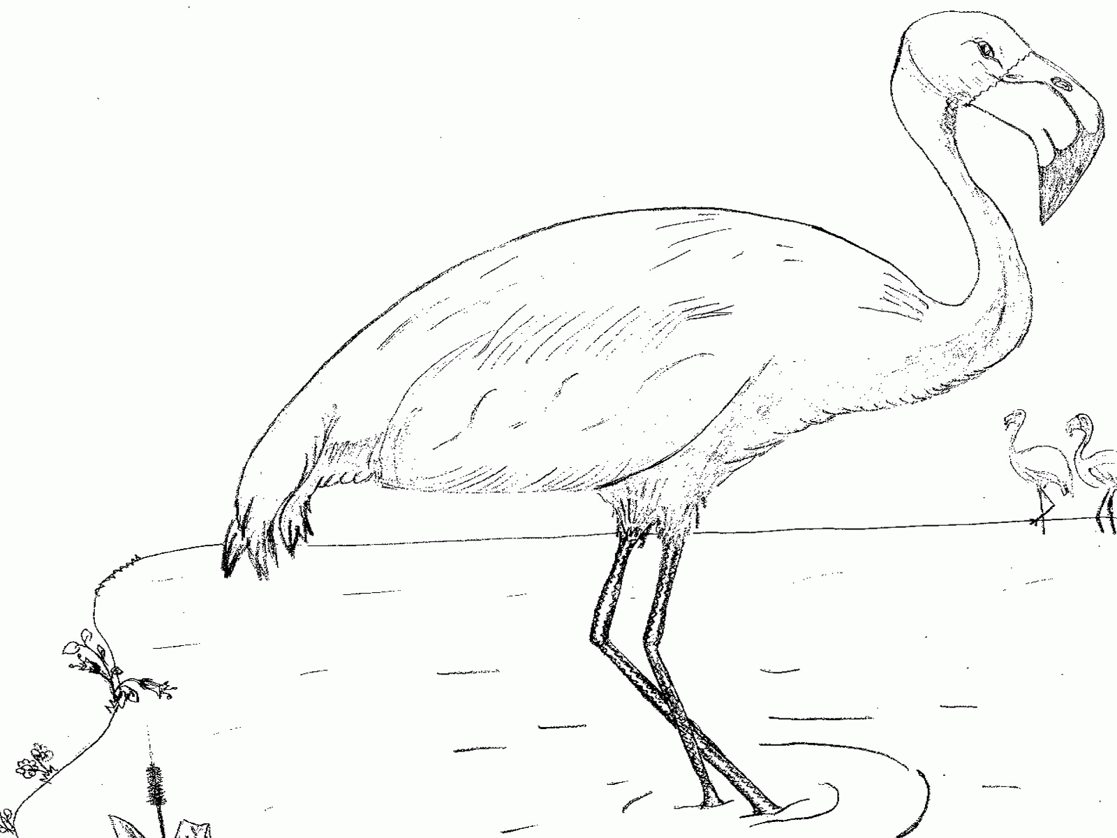 flamingo-coloring-page-0055-q1