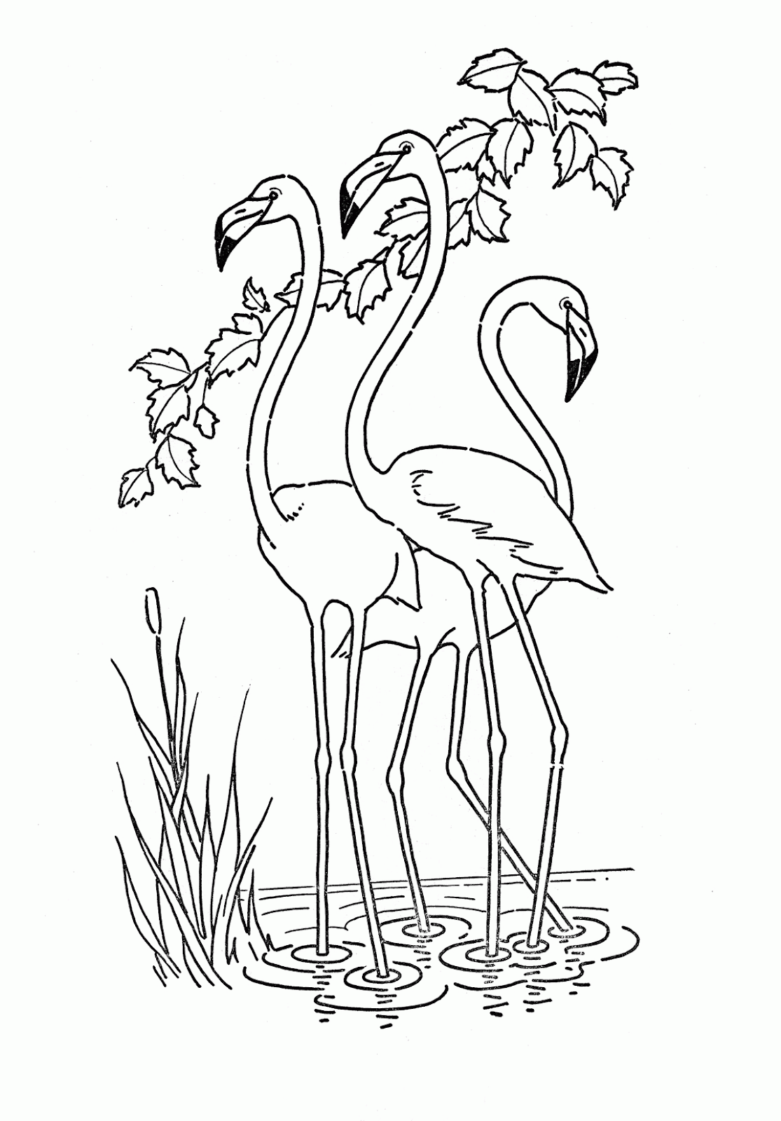 flamingo-coloring-page-0057-q1