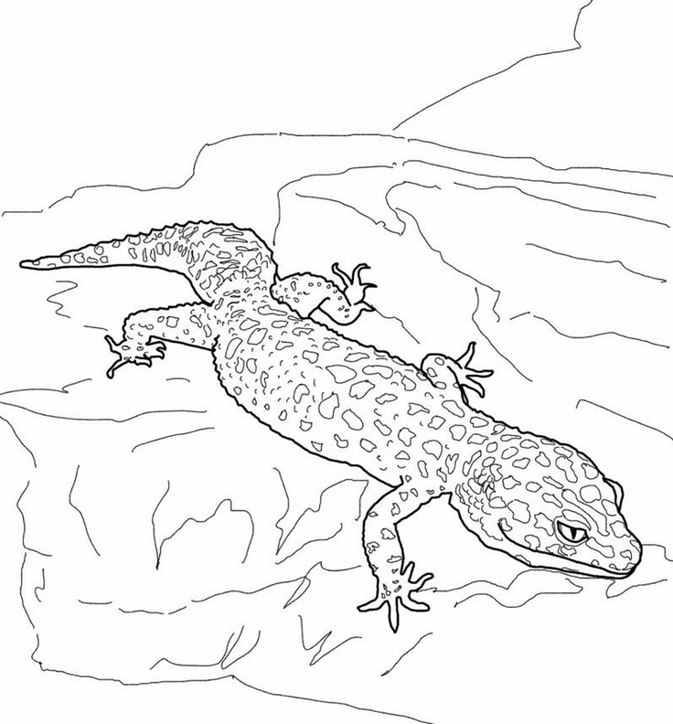 gecko-coloring-page-0003-q1