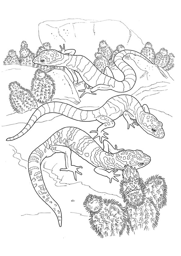 gecko-coloring-page-0004-q2