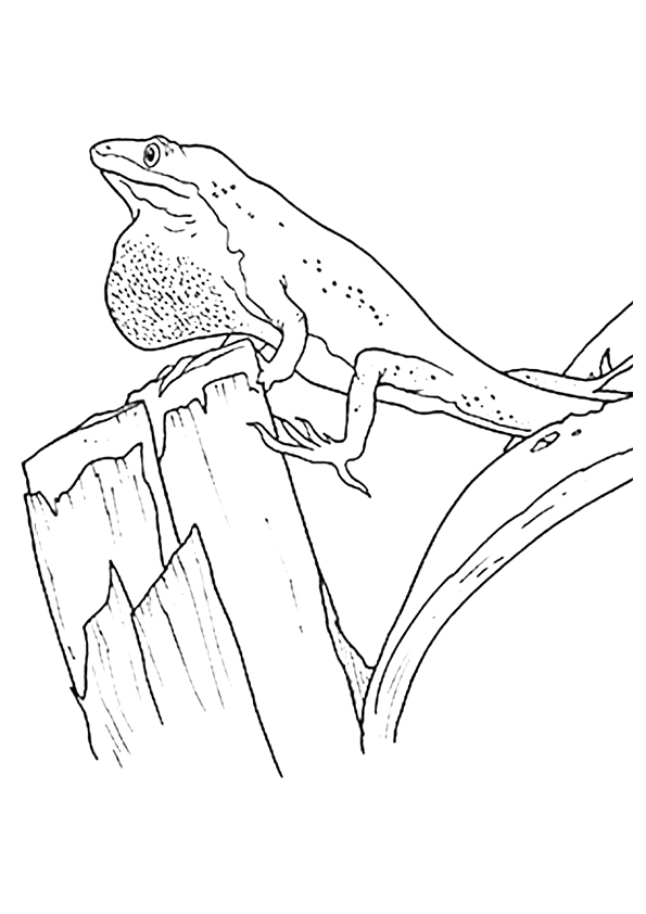 gecko-coloring-page-0007-q2