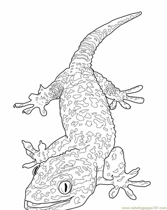 gecko-coloring-page-0010-q1