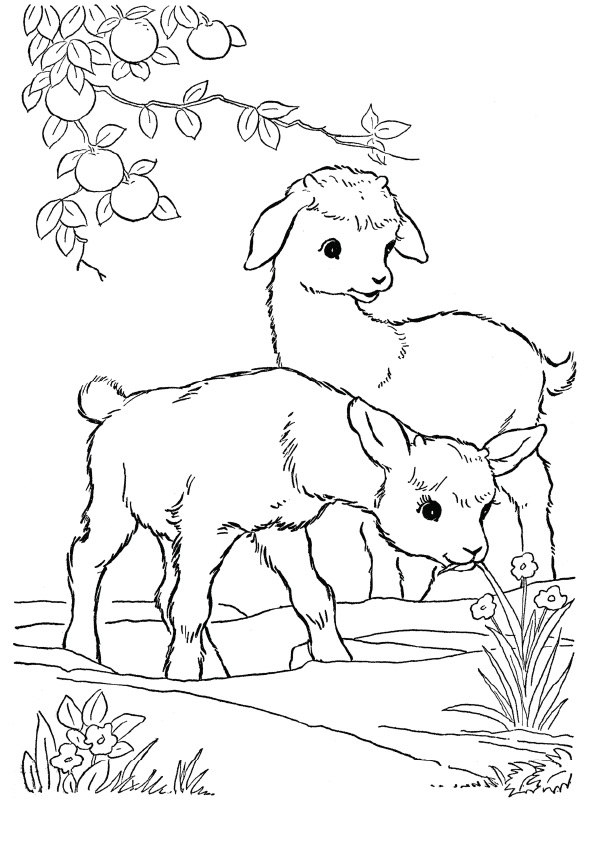 goat-coloring-page-0006-q2