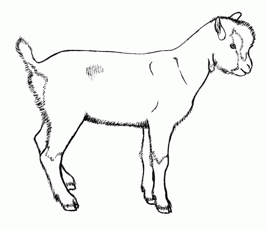 goat-coloring-page-0028-q1