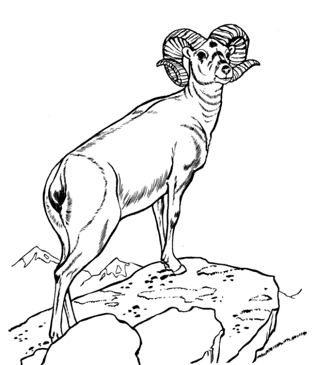 goat-coloring-page-0080-q1