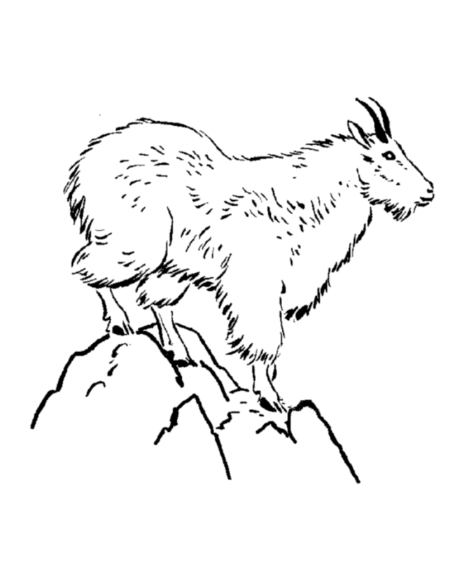 goat-coloring-page-0084-q1