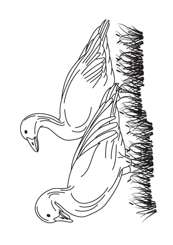 goose-coloring-page-0006-q2