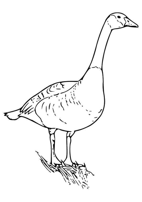 goose-coloring-page-0018-q2