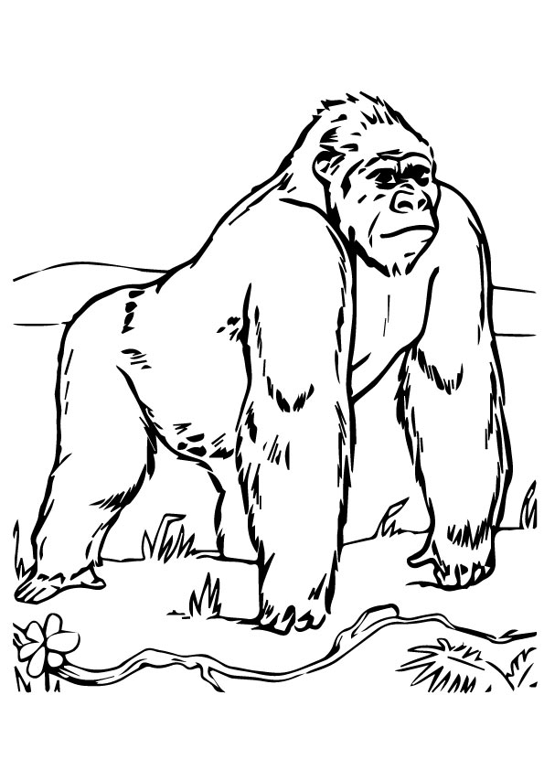 gorilla-coloring-page-0029-q2