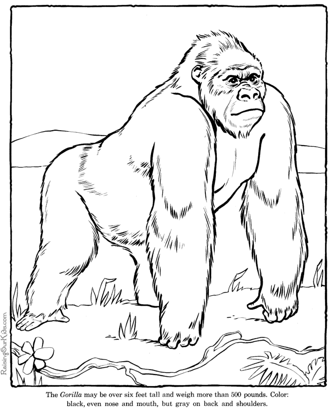 gorilla-coloring-page-0031-q1