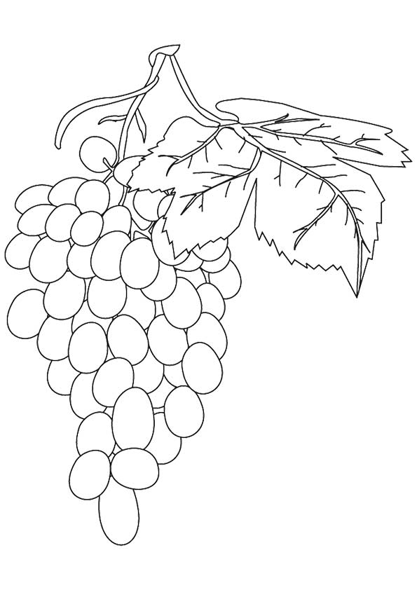 grapes-coloring-page-0030-q2