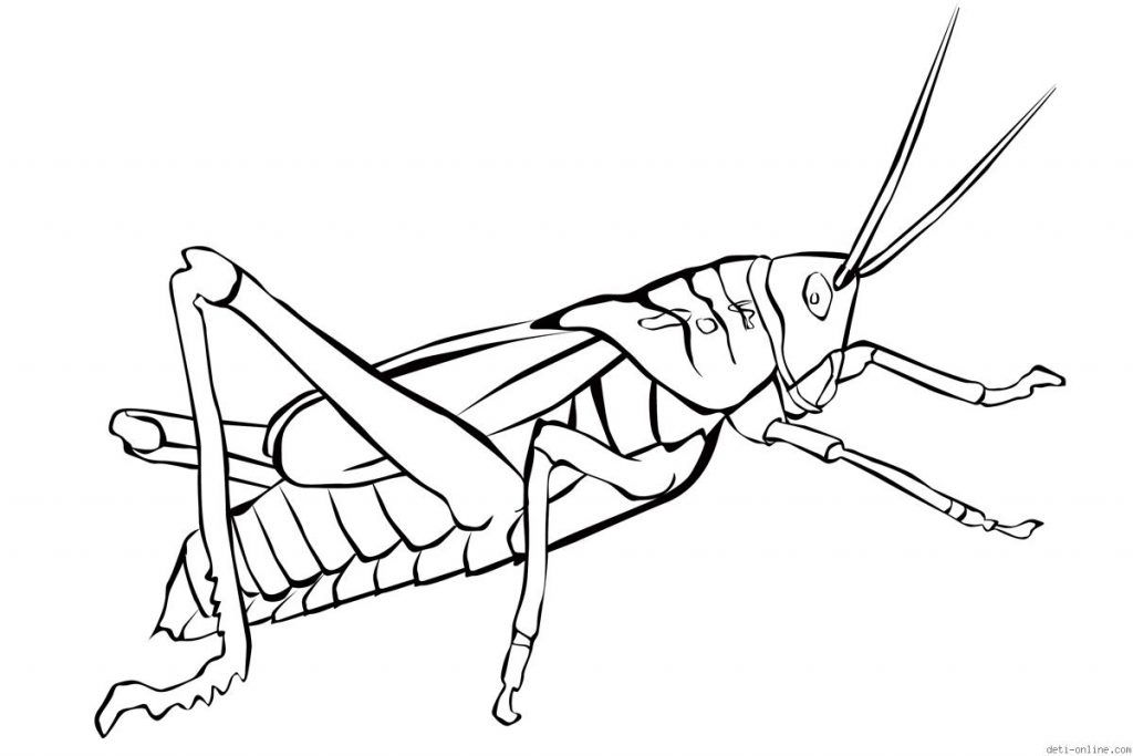 grasshopper-coloring-page-0020-q1