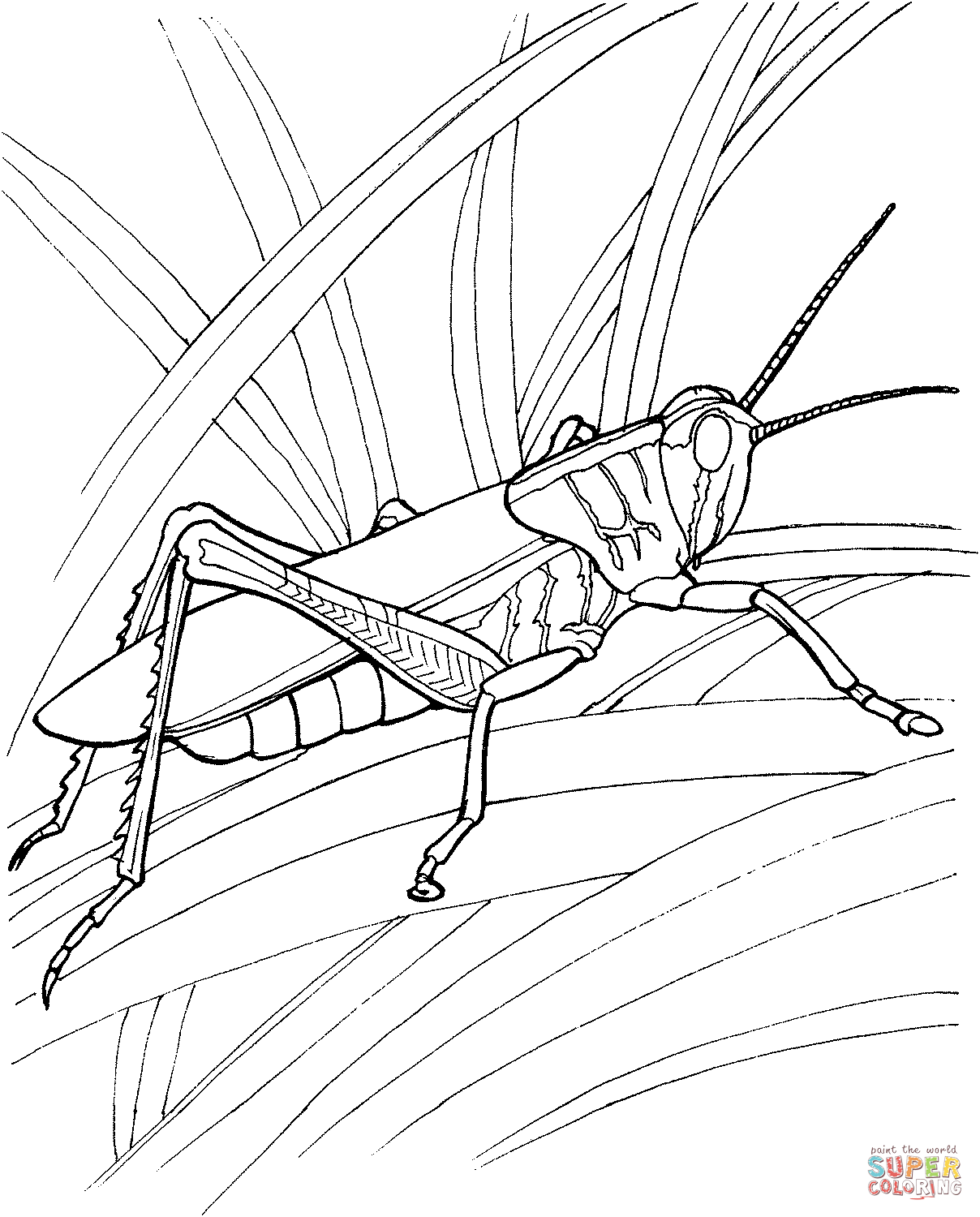 grasshopper-coloring-page-0021-q1