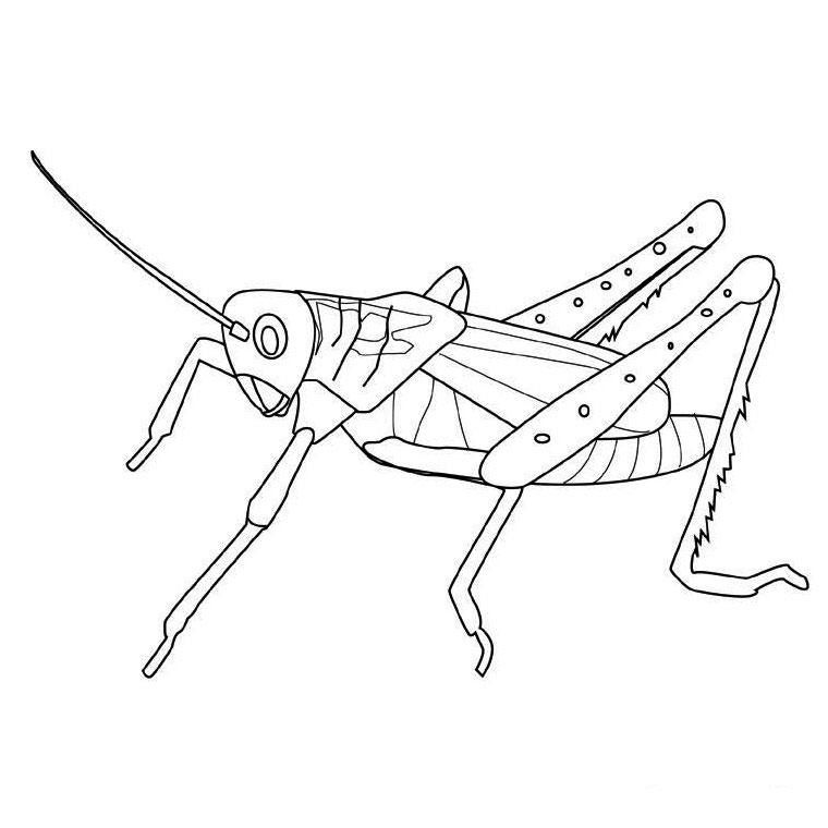 grasshopper-coloring-page-0022-q1