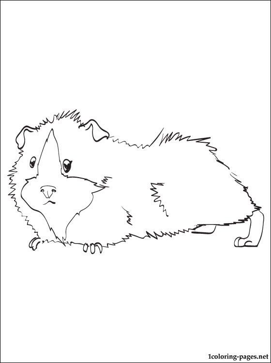 guinea-pig-coloring-page-0002-q1