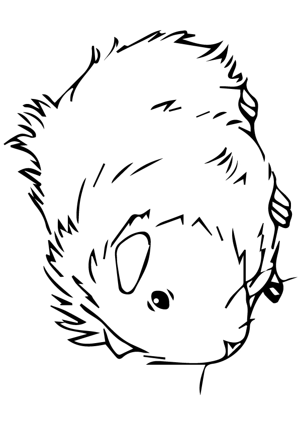 guinea-pig-coloring-page-0028-q2